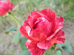 IMG_8036.JPG