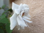 IMG_8631.JPG