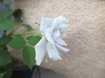 IMG_8632.JPG