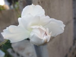 IMG_8634.JPG