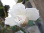 IMG_8635.JPG