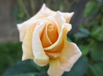 IMG_8640.JPG