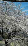 200804051126000.jpg
