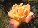 2014-05-06 12.13.00.jpg