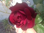 2014-05-06 17.20.55.jpg