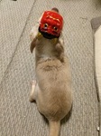 2015-02-03 18.54.05.jpg