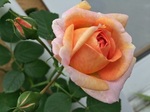 2015-05-07 10.31.25.jpg