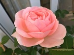 2015-05-08 15.29.28.jpg
