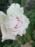 2015-05-09 08.25.31.jpg