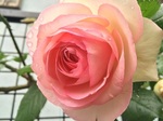 2015-05-12 13.03.07.jpg