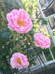 2015-05-14 08.38.13.jpg