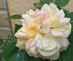 2015-05-15 10.41.14.jpg