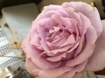 2015-05-22 10.06.05.jpg
