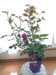 2015-05-23 14.16.07.jpg