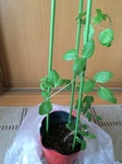 2015-05-24 14.33.09.jpg