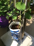 2015-05-24 16.35.44.jpg