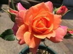 2015-05-27 11.06.43.jpg