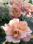 2015-06-01 11.16.47.jpg