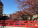 2015-11-04 13.54.07.jpg