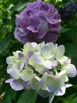 2016-06-26 12.44.04.jpg