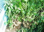 IMGP2126.JPG