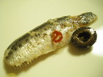 IMGP2404.JPG
