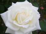 IMGP2410.JPG