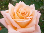 IMGP2422.JPG