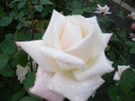 IMGP2435.JPG