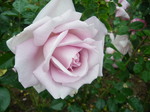 IMGP2439.JPG