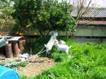 IMGP2615.JPG