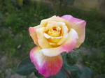 IMG_2004.JPG
