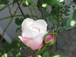 IMG_2100.JPG