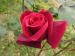 IMG_2246.JPG