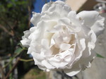 IMG_8712.JPG