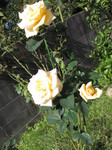IMG_8713.JPG