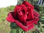 IMG_8716.JPG