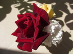 IMG_8723.JPG