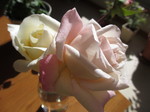 IMG_9264.JPG