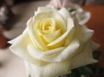 IMG_9290.JPG