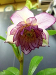 img64745413.jpg