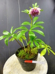img64745414.jpg