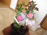 img_cache_d_80984_3_1359441205_jpg.jpg