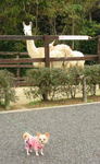 natta2004-1114g.jpg